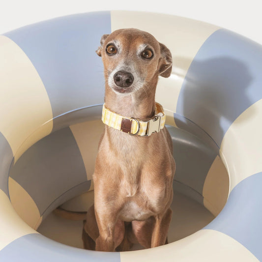 Bouton d'or | Collier pour chien à carreaux jaunes, fait main - Jean - Poil - 2XS