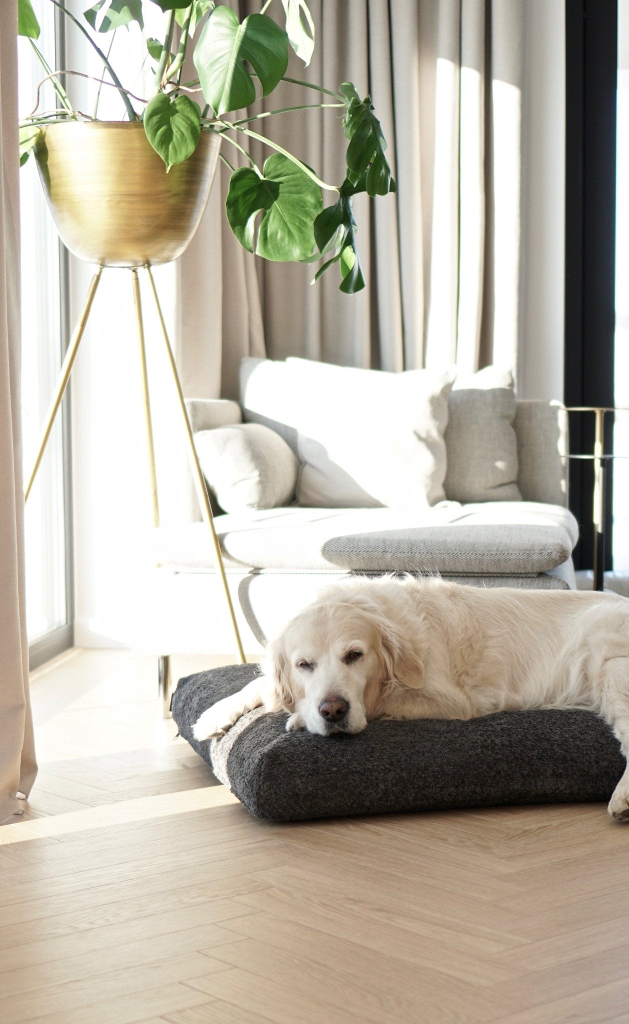 Buklaa | Coussin orthopédique pour chien en bouclette - Jean - Poil - Beige