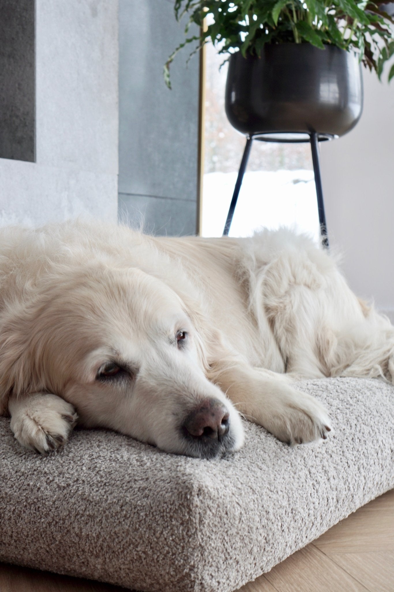 Buklaa | Coussin orthopédique pour chien en bouclette - Jean - Poil - Beige