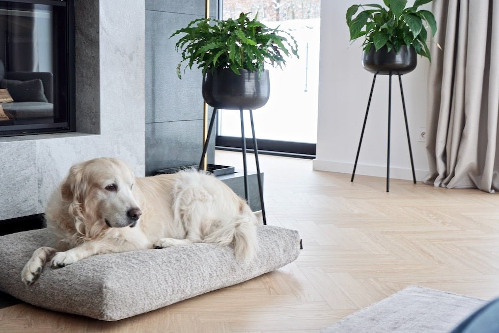 Buklaa | Coussin orthopédique pour chien en bouclette - Jean - Poil - Beige