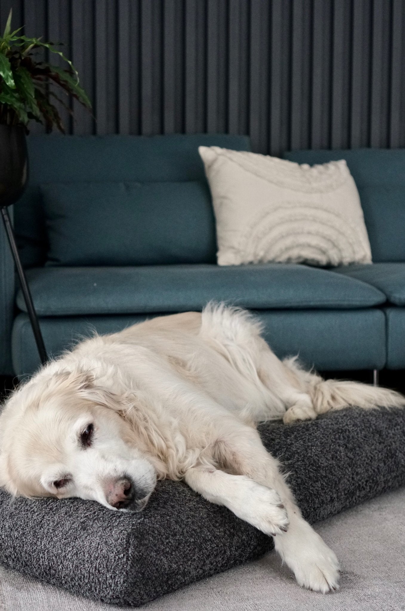 Buklaa | Coussin orthopédique pour chien en bouclette - Jean - Poil - Beige