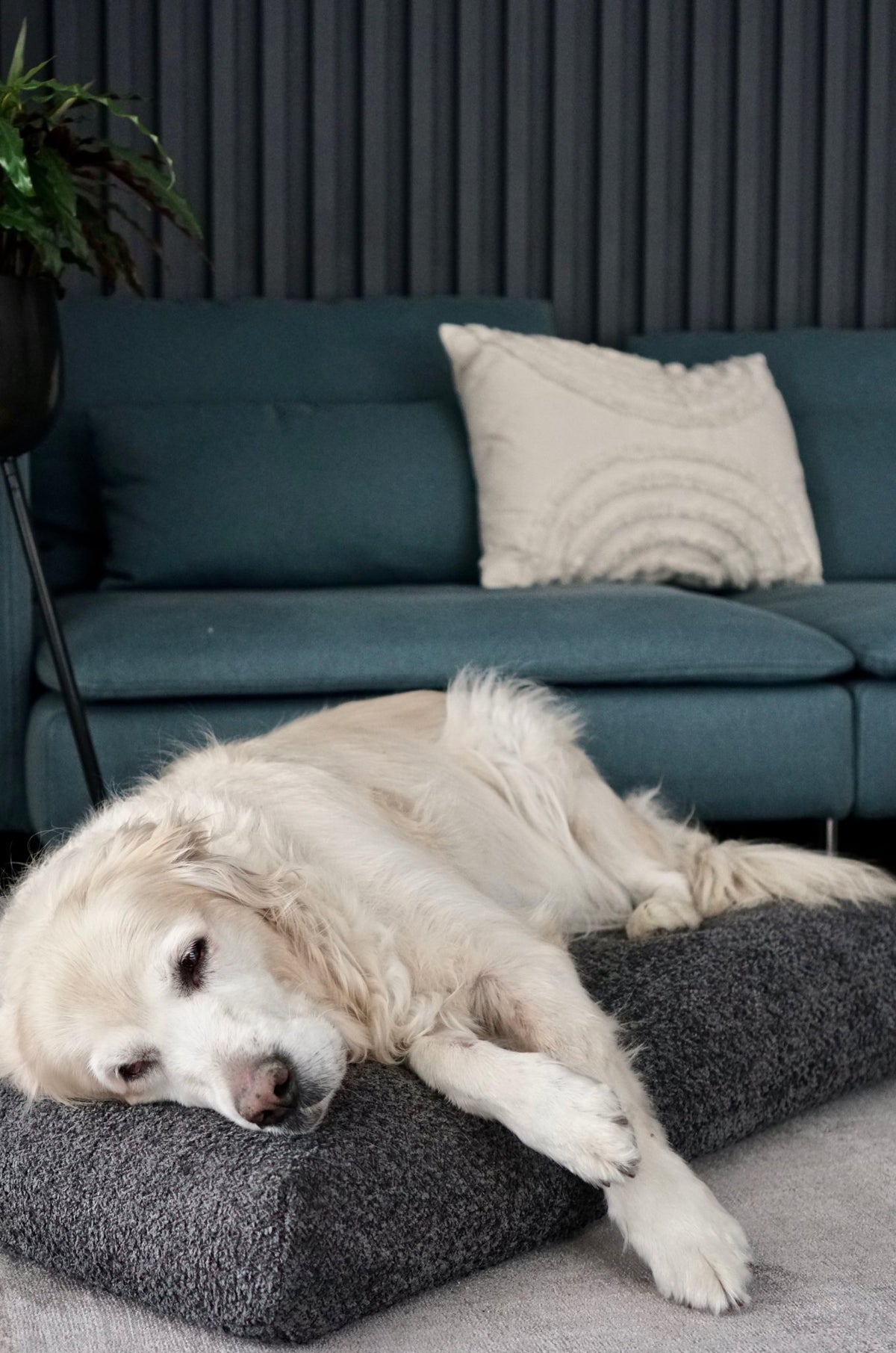 Buklaa | Coussin orthopédique pour chien en bouclette - Jean - Poil - Beige