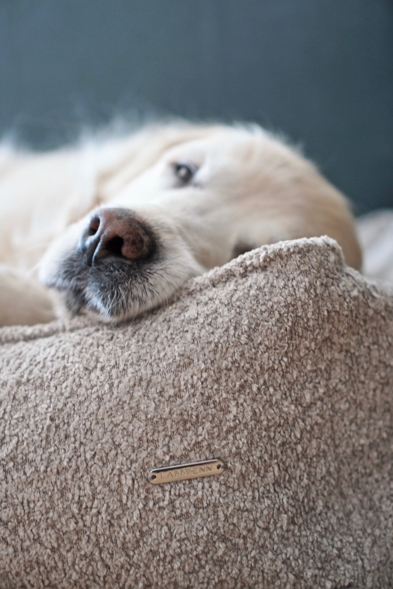 Buklaa | Panier pour chien en bouclette orthopédique, housse amovible - Jean - Poil - Beige