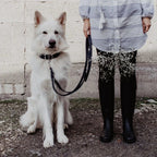 Butter | Collier pour chien en cuir & acier - Jean - Poil - Vert