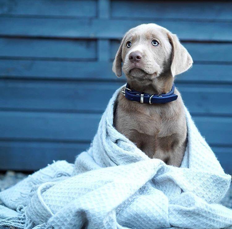 Butter | Collier pour chien en cuir & acier - Jean - Poil - Vert