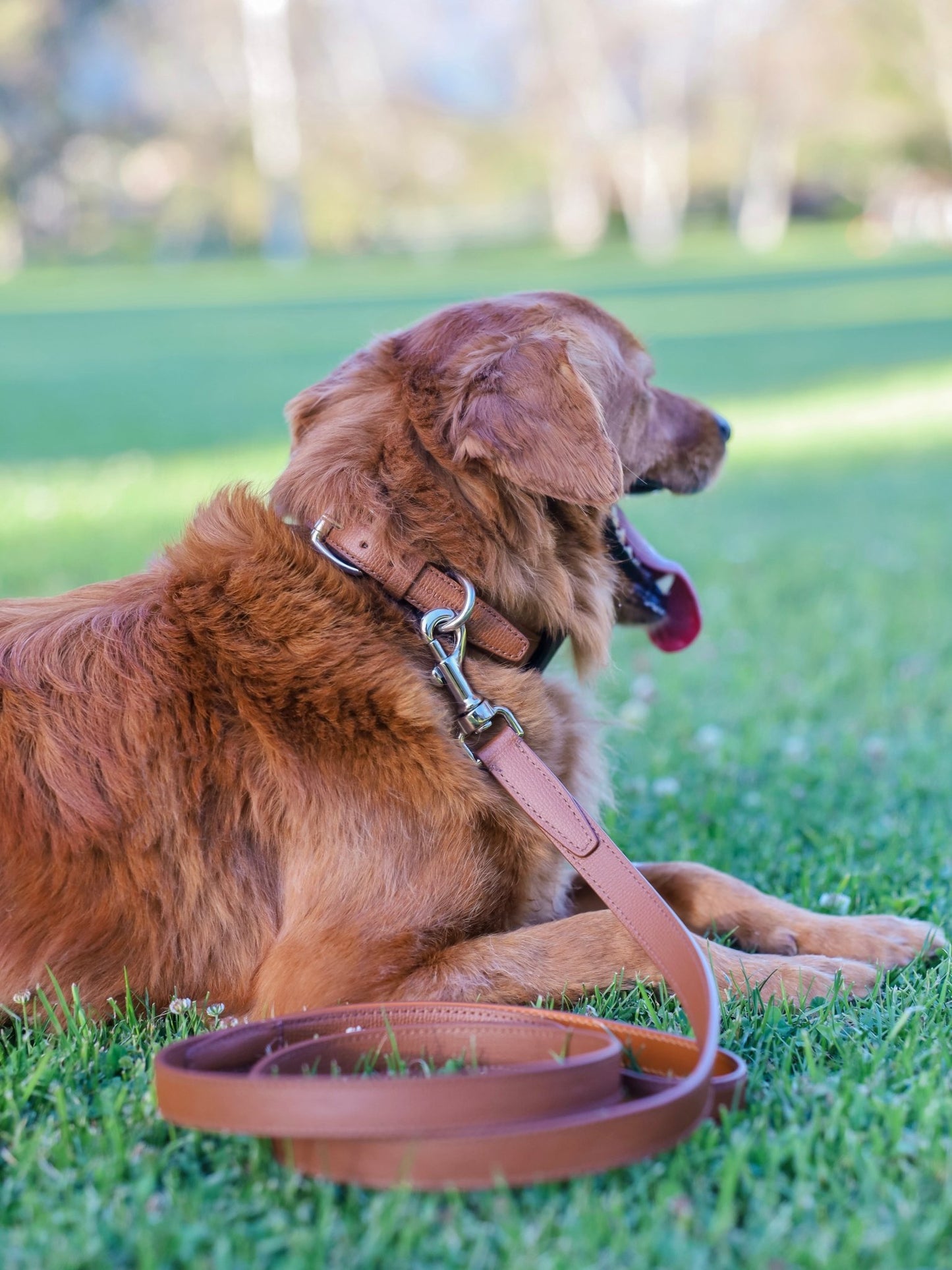 Butter | Collier pour chien en cuir & acier - Jean - Poil - Vert