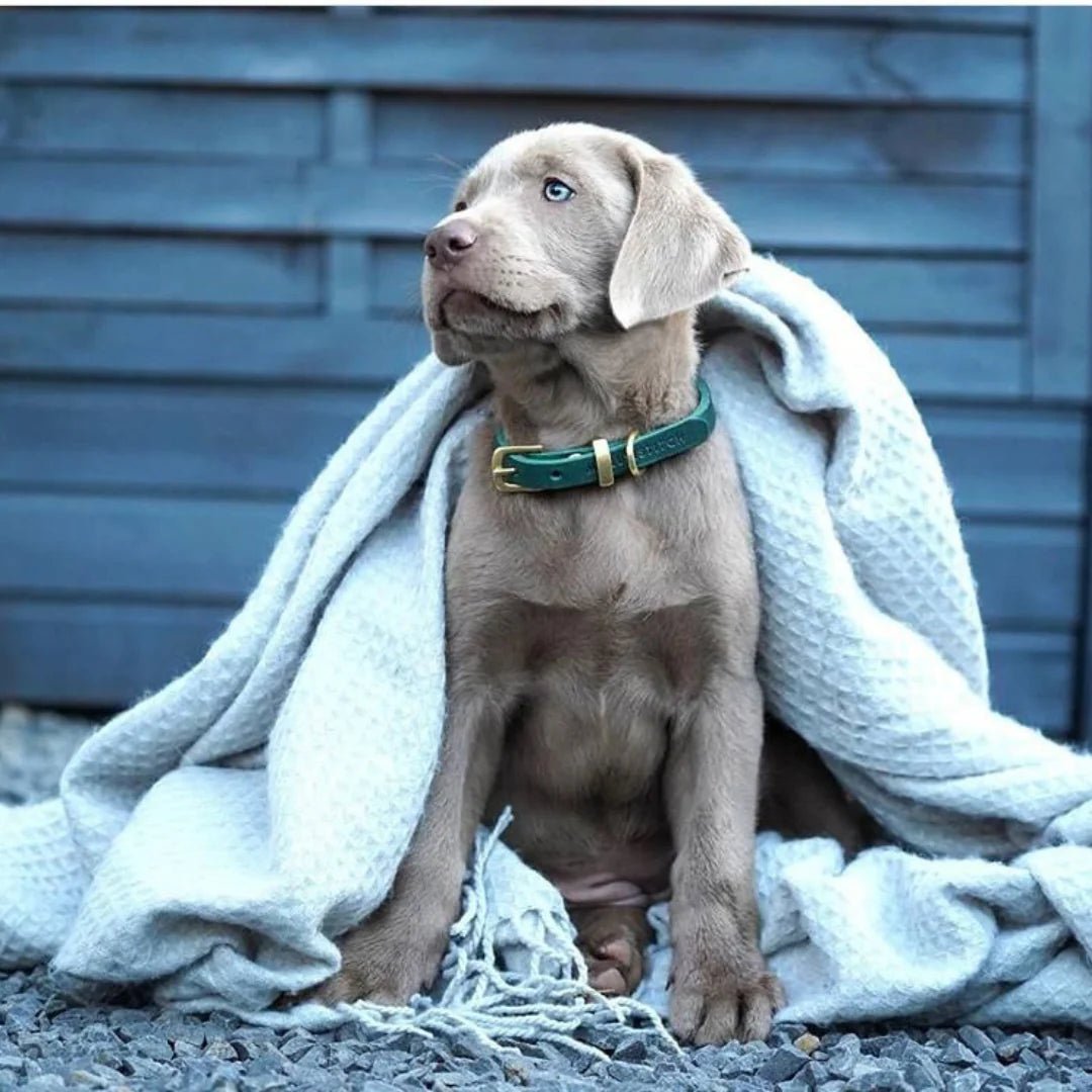 Butter | Collier pour chien en cuir & laiton massif (11 coloris) - Jean - Poil - Rose corail