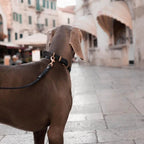 Butter | Collier pour chien en cuir & laiton massif - Jean - Poil - Bleu marine