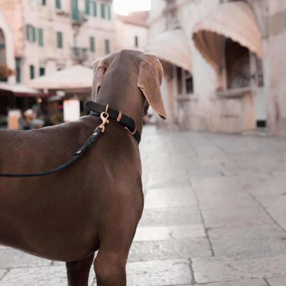 Butter | Collier pour chien en cuir & laiton massif - Jean - Poil - Bleu marine