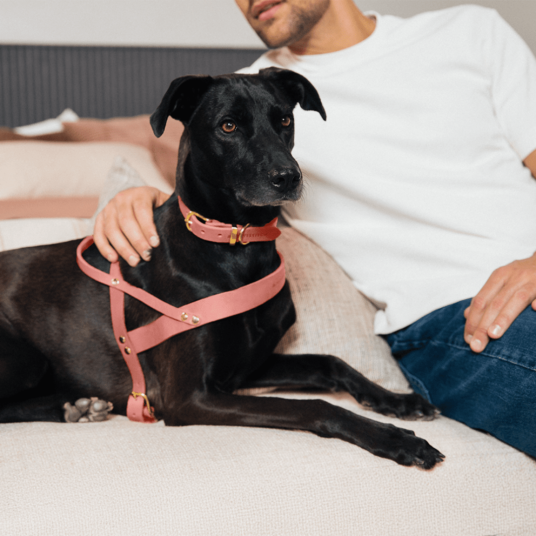 Butter | Collier pour chien en cuir & laiton massif - Jean - Poil - Bleu marine