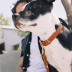 Butter | Collier pour chien en cuir & laiton massif - Jean - Poil - Bleu marine