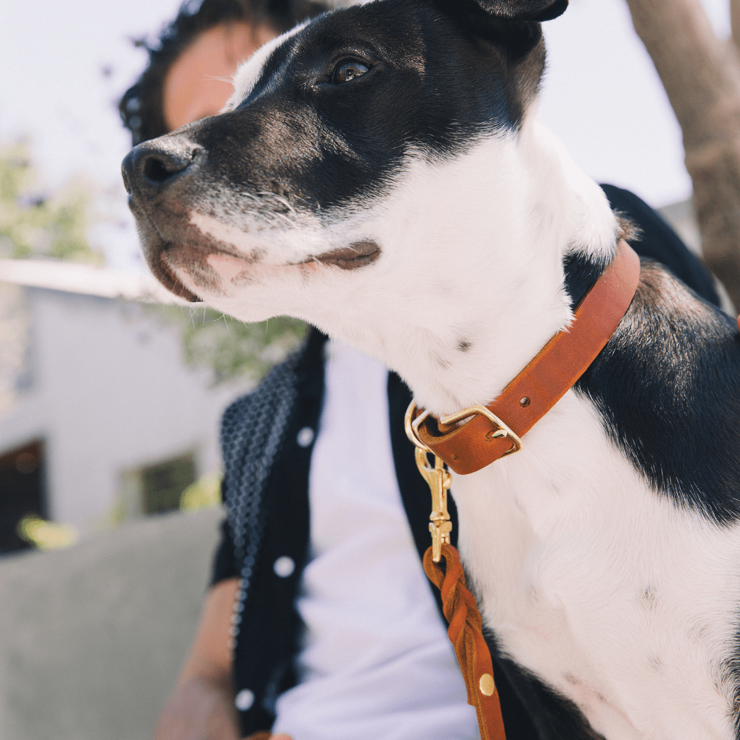 Butter | Collier pour chien en cuir & laiton massif - Jean - Poil - Bleu marine