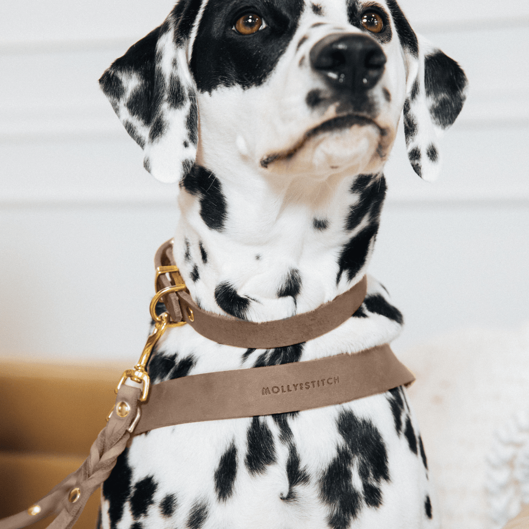 Butter | Collier pour chien en cuir & laiton massif - Jean - Poil - Bleu marine