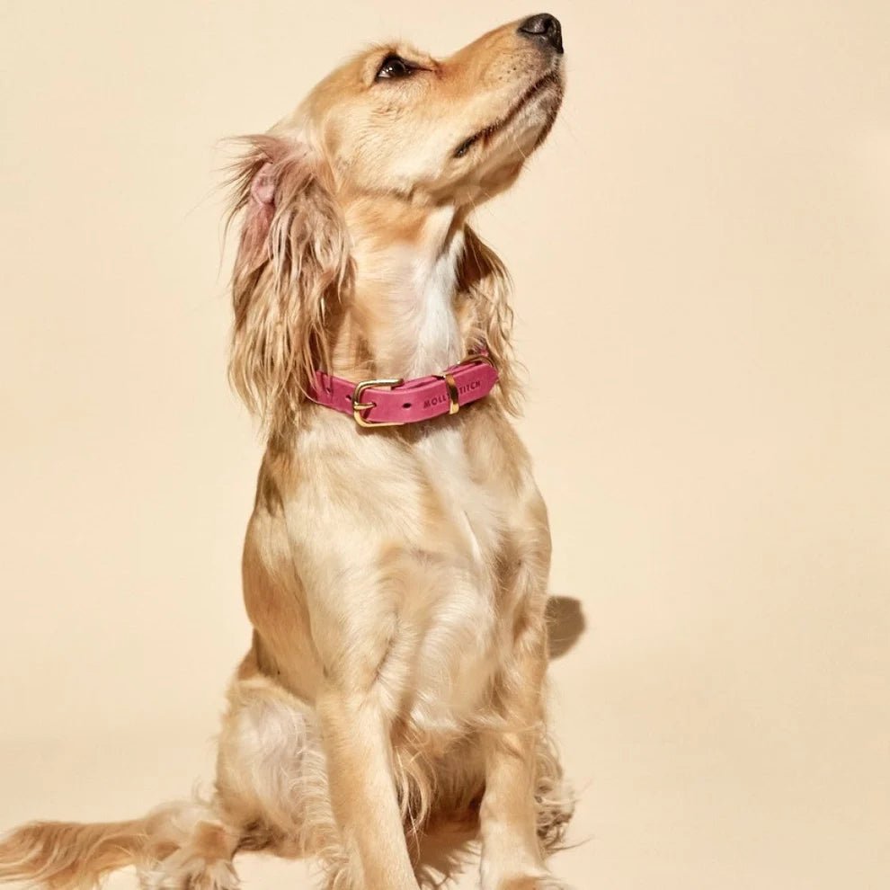 Butter | Collier pour chien en cuir & laiton massif - Jean - Poil - Bleu marine