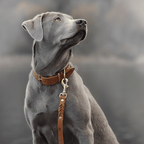 Butter | Collier pour chien en cuir & laiton massif - Jean - Poil - Bleu marine