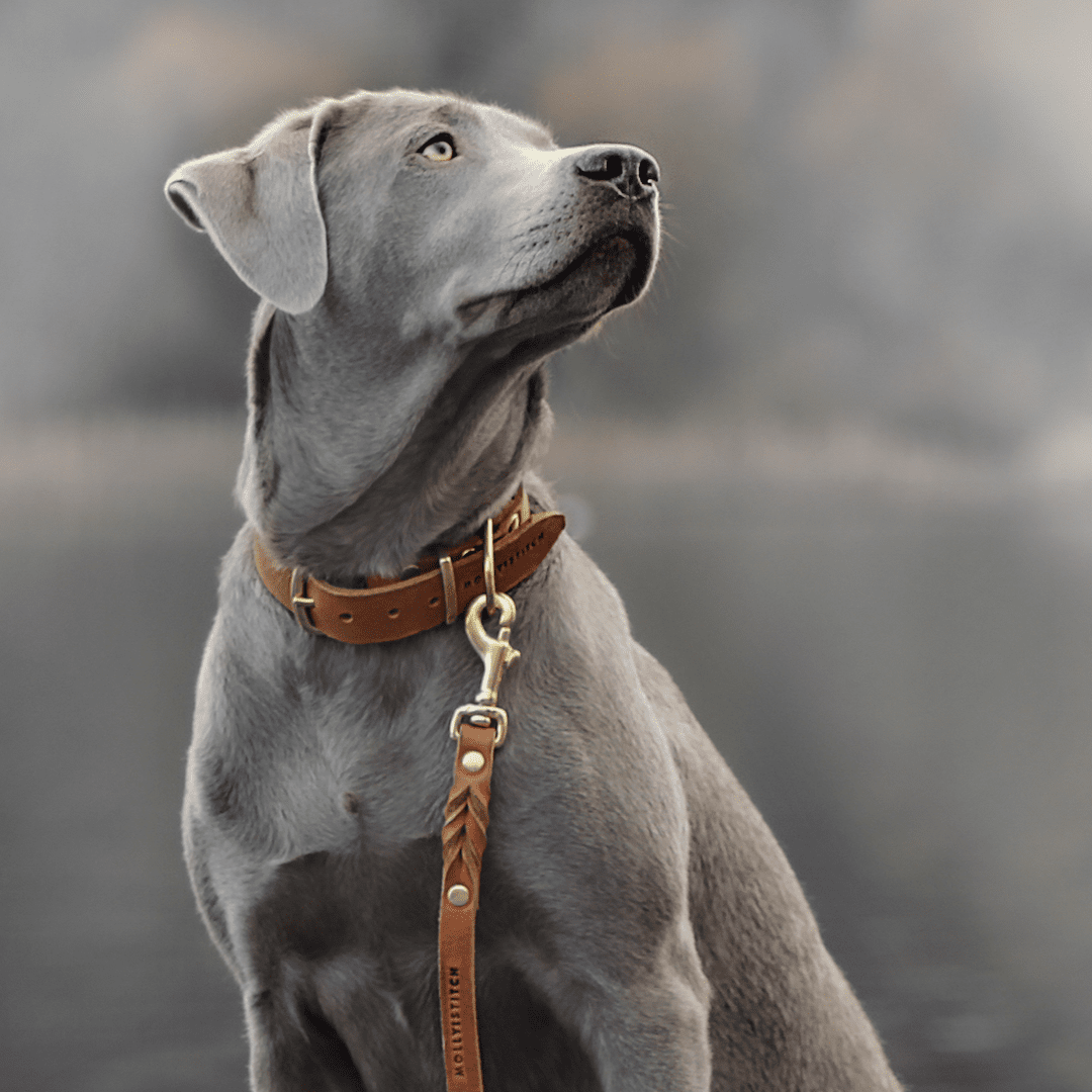 Butter | Collier pour chien en cuir & laiton massif - Jean - Poil - Bleu marine