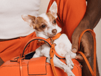Butter | Collier pour chien en cuir & laiton massif - Jean - Poil - Bleu marine