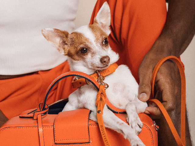 Butter | Collier pour chien en cuir & laiton massif - Jean - Poil - Bleu marine