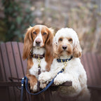Butter | Collier pour chien en cuir & laiton massif - Jean - Poil - Rose corail