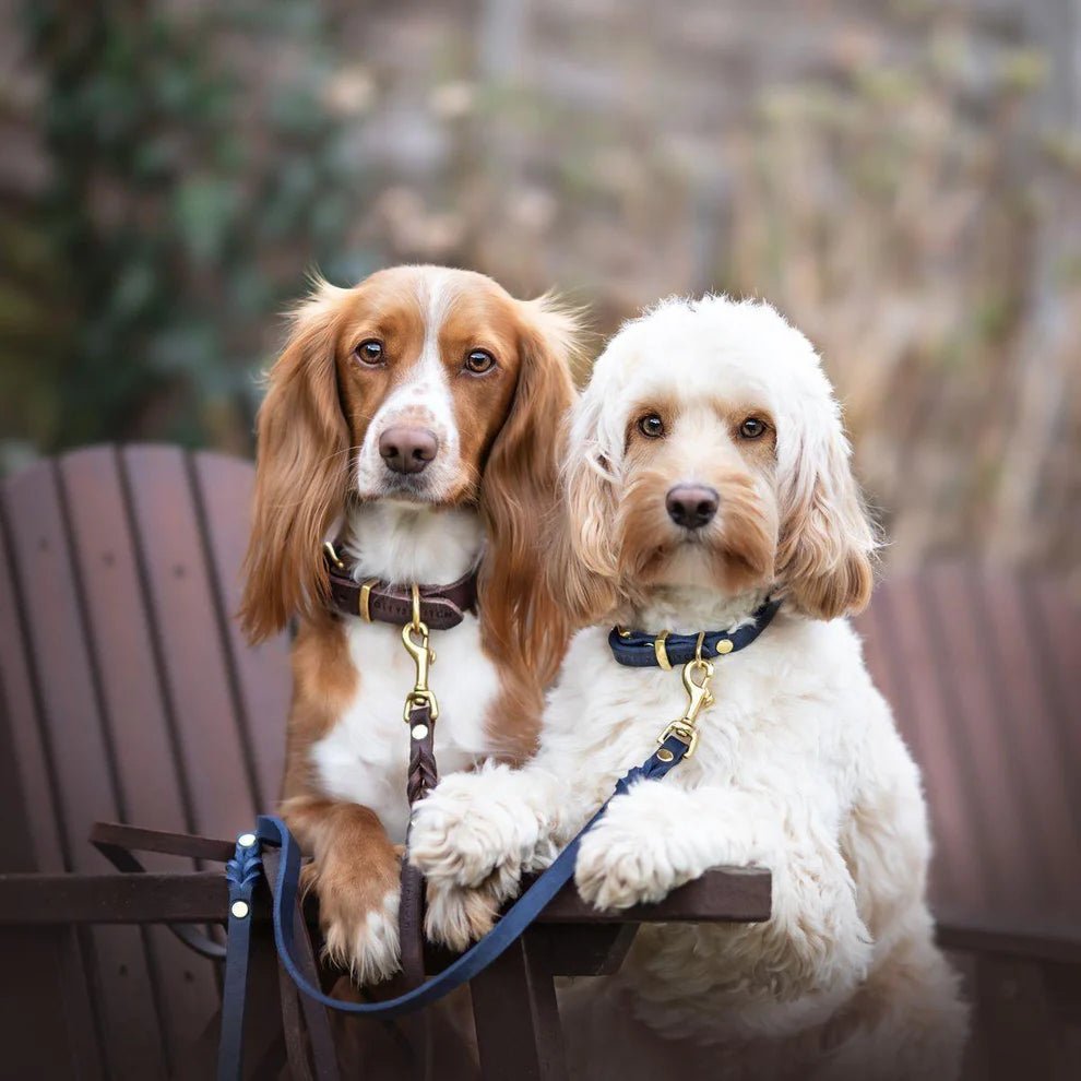Butter | Collier pour chien en cuir & laiton massif - Jean - Poil - Rose corail