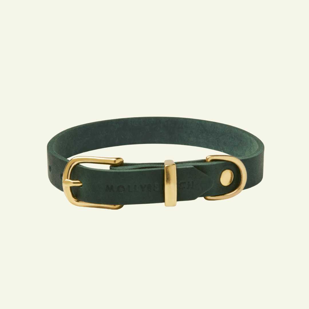 Butter | Collier pour chien en cuir & laiton massif - Jean - Poil - Vert