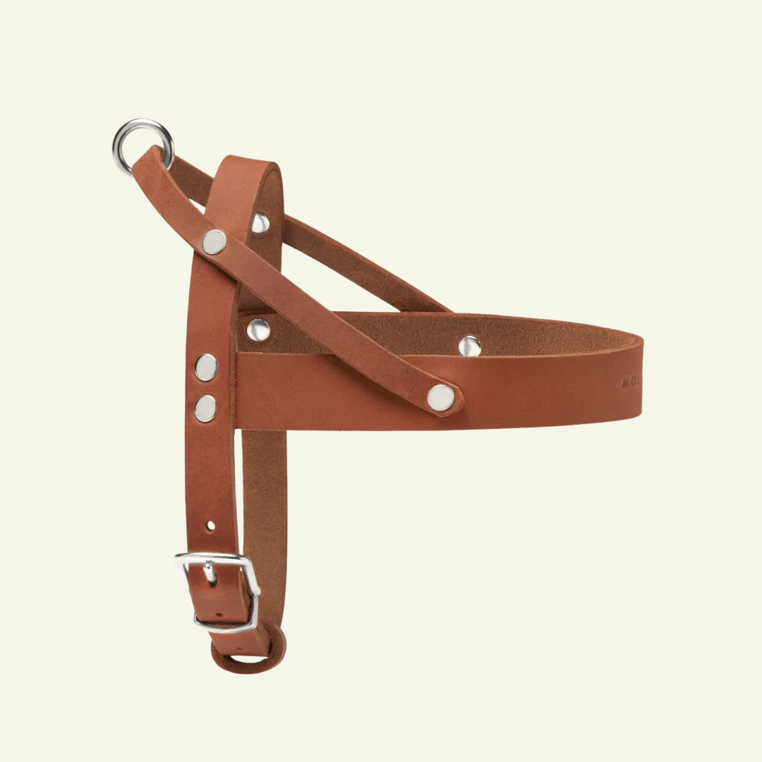 Butter | Harnais ajustable pour chien en cuir & acier (11 coloris) - Jean - Poil - Cognac