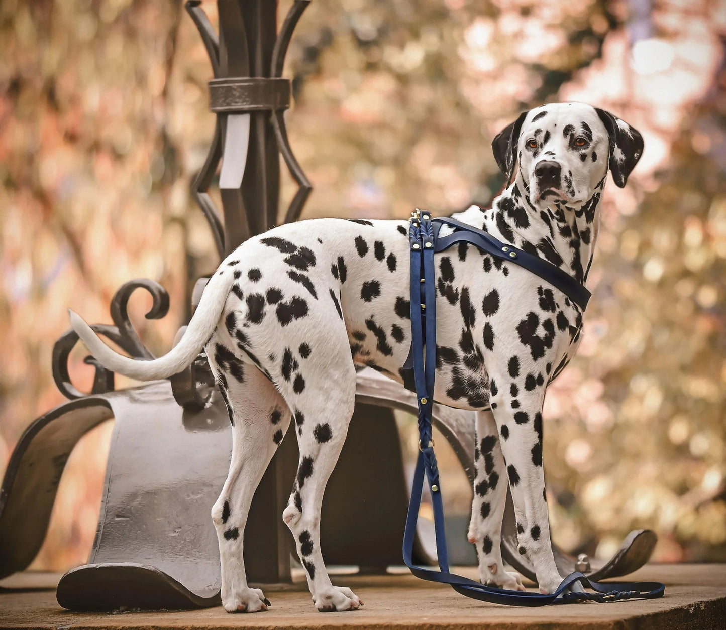Butter | Harnais ajustable pour chien en cuir & acier (11 coloris) - Jean - Poil - Cognac