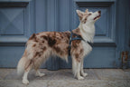 Butter | Harnais ajustable pour chien en cuir & acier (11 coloris) - Jean - Poil - Cognac