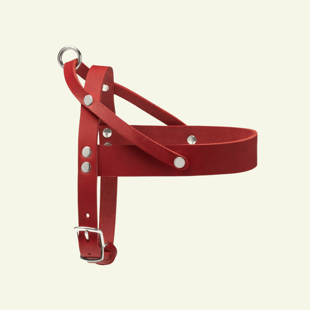 Butter | Harnais ajustable pour chien en cuir & acier (11 coloris) - Jean - Poil - Rouge