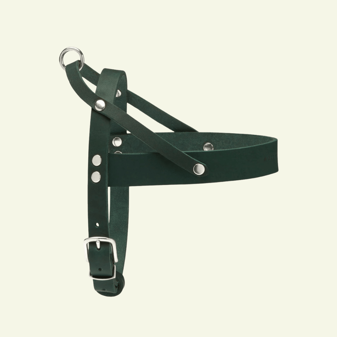 Butter | Harnais ajustable pour chien en cuir & acier (11 coloris) - Jean - Poil - Vert
