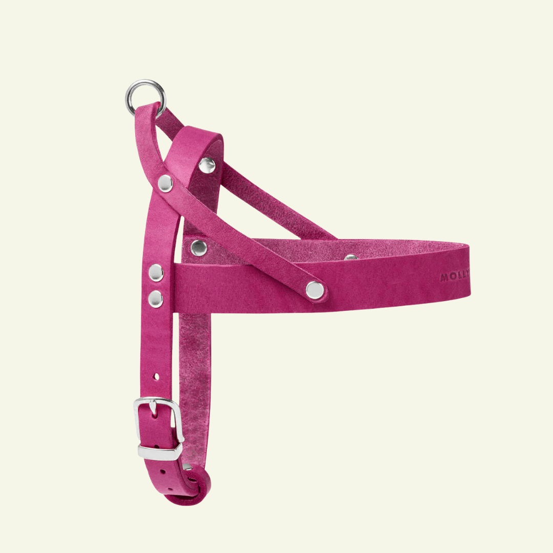 Butter | Harnais ajustable pour chien en cuir & acier (11 coloris) - Jean - Poil - Violet foncé