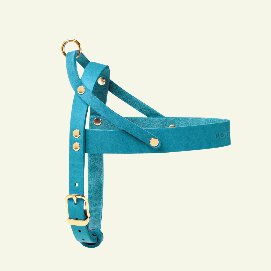 Butter | Harnais ajustable pour chien en cuir & laiton massif (11 coloris) - Jean - Poil - Bleu turquoise