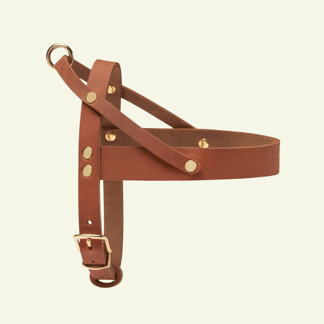 Butter | Harnais ajustable pour chien en cuir & laiton massif (11 coloris) - Jean - Poil - Cognac