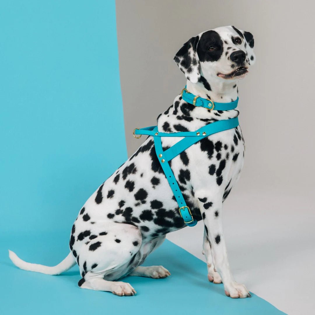 Butter | Harnais ajustable pour chien en cuir & laiton massif (11 coloris) - Jean - Poil - Marron