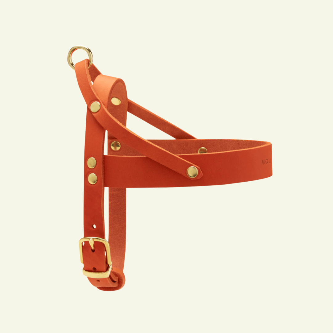 Butter | Harnais ajustable pour chien en cuir & laiton massif (11 coloris) - Jean - Poil - Orange