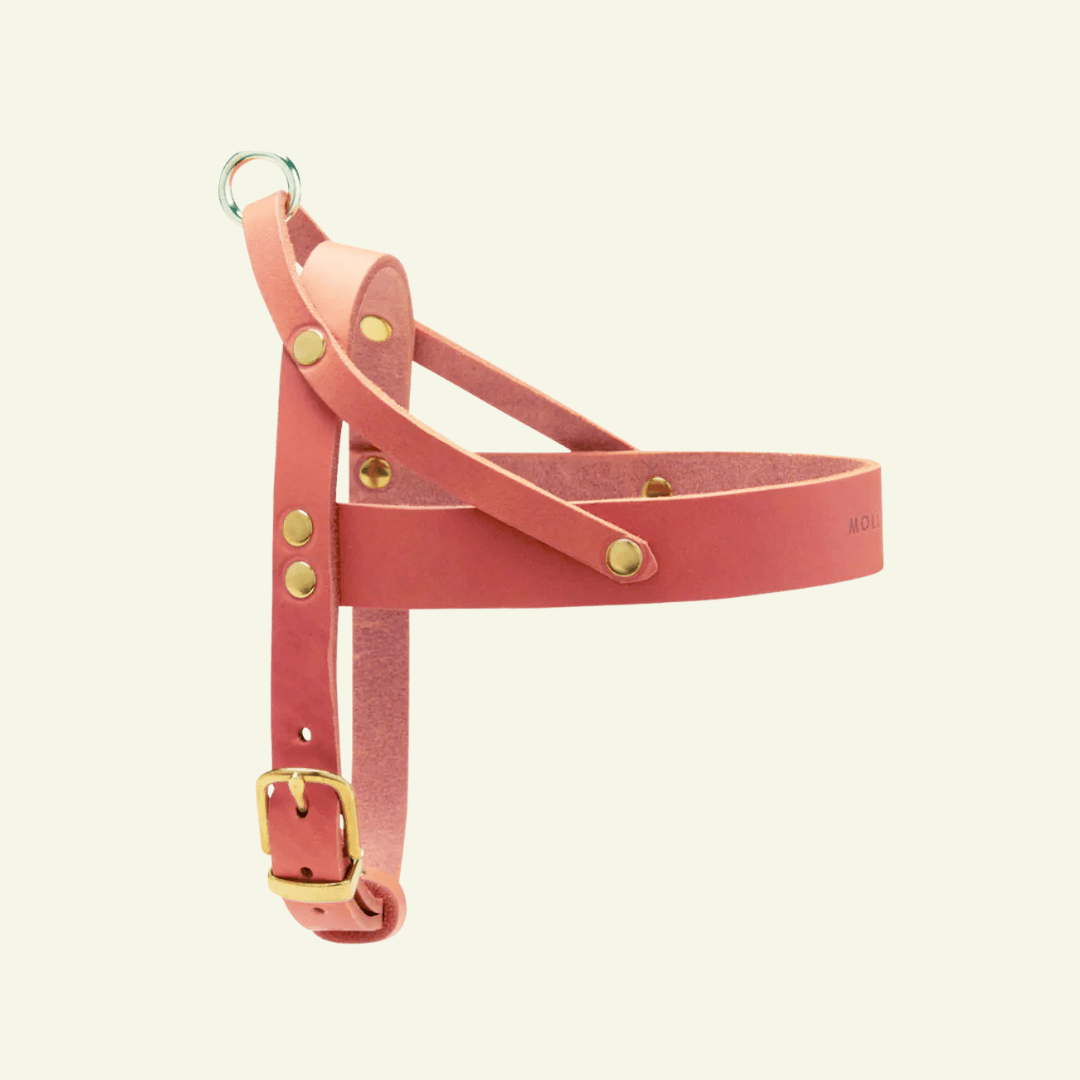 Butter | Harnais ajustable pour chien en cuir & laiton massif (11 coloris) - Jean - Poil - Rose corail