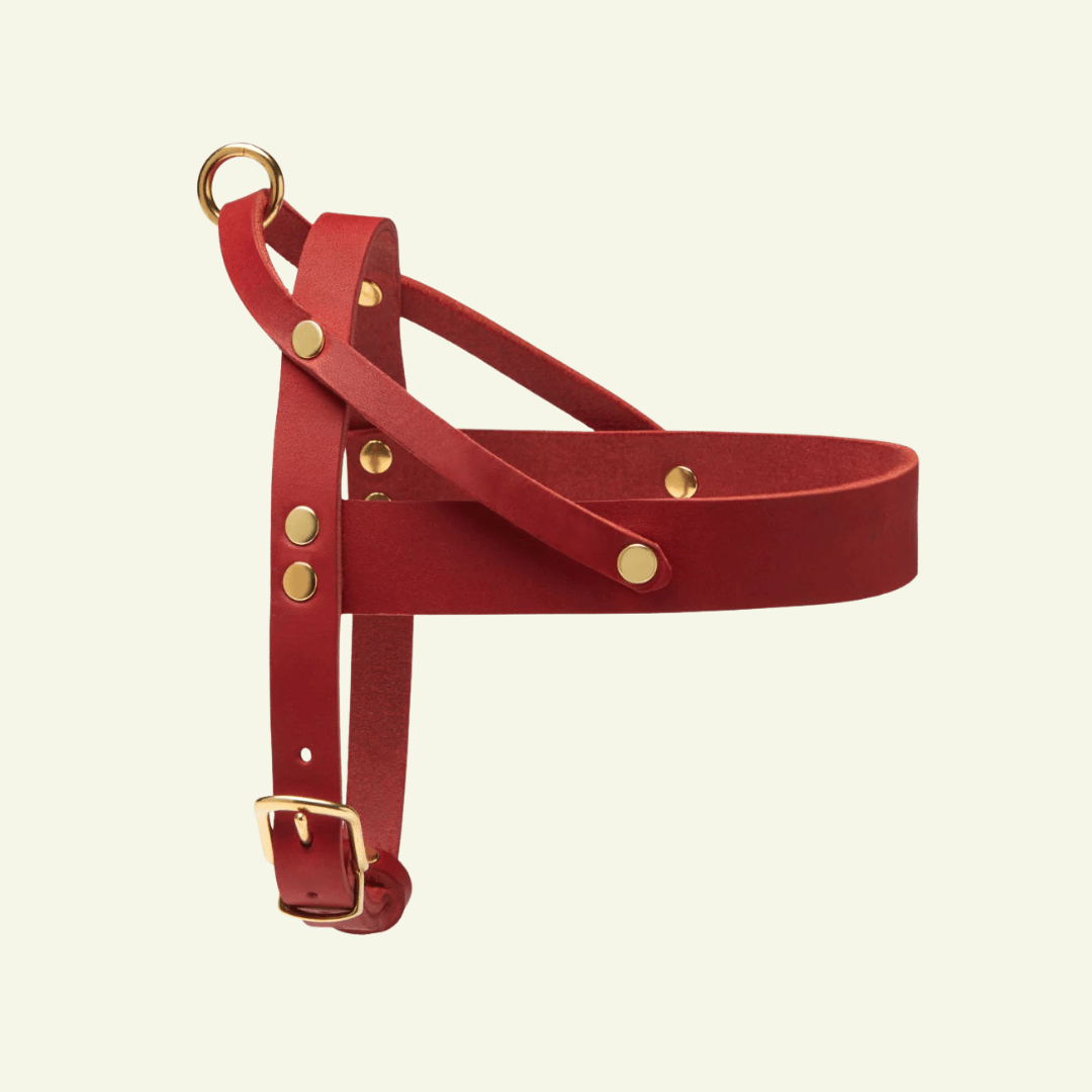 Butter | Harnais ajustable pour chien en cuir & laiton massif (11 coloris) - Jean - Poil - Rouge