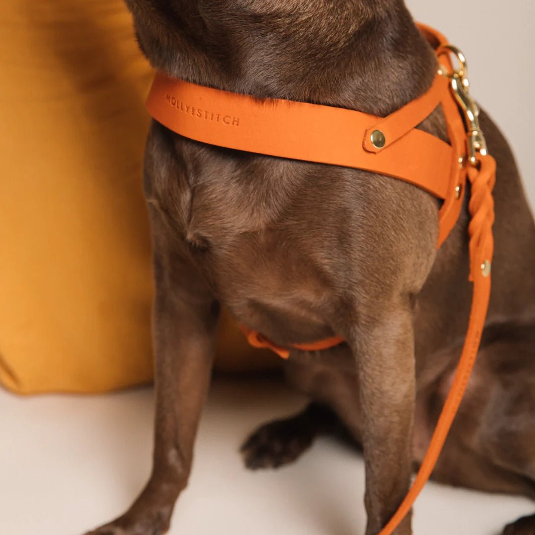 Butter | Harnais ajustable pour chien en cuir & laiton massif (11 coloris) - Jean - Poil - Taupe