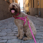 Butter | Harnais ajustable pour chien en cuir & laiton massif (11 coloris) - Jean - Poil - Taupe