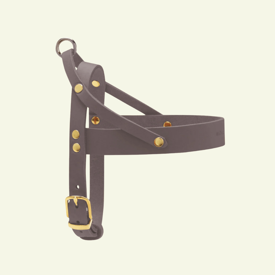 Butter | Harnais ajustable pour chien en cuir & laiton massif (11 coloris) - Jean - Poil - Taupe