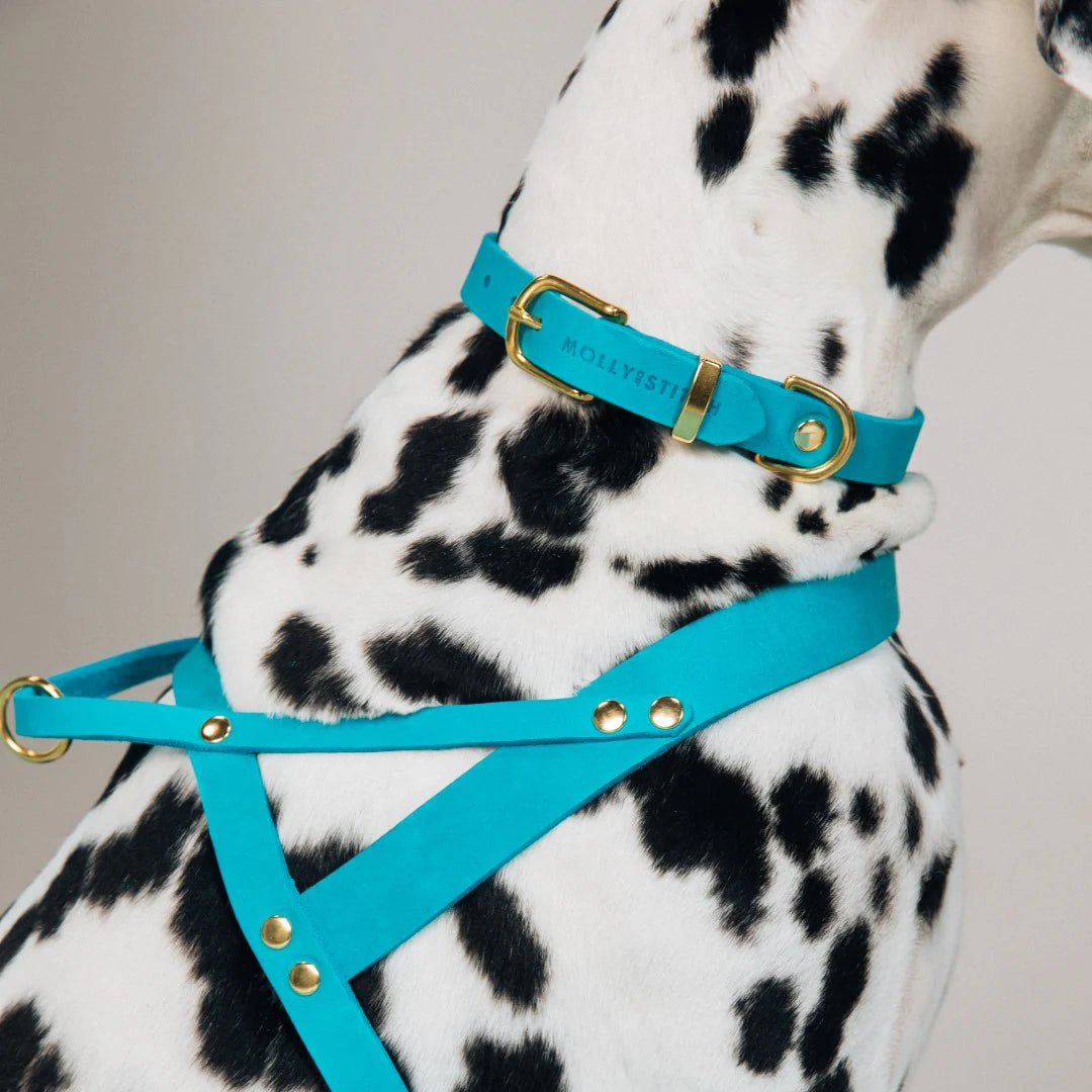 Butter | Harnais ajustable pour chien en cuir & laiton massif (11 coloris) - Jean - Poil - Taupe