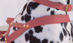 Butter | Harnais ajustable pour chien en cuir & laiton massif (11 coloris) - Jean - Poil - Taupe