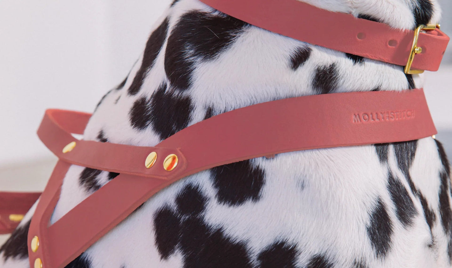 Butter | Harnais ajustable pour chien en cuir & laiton massif (11 coloris) - Jean - Poil - Taupe