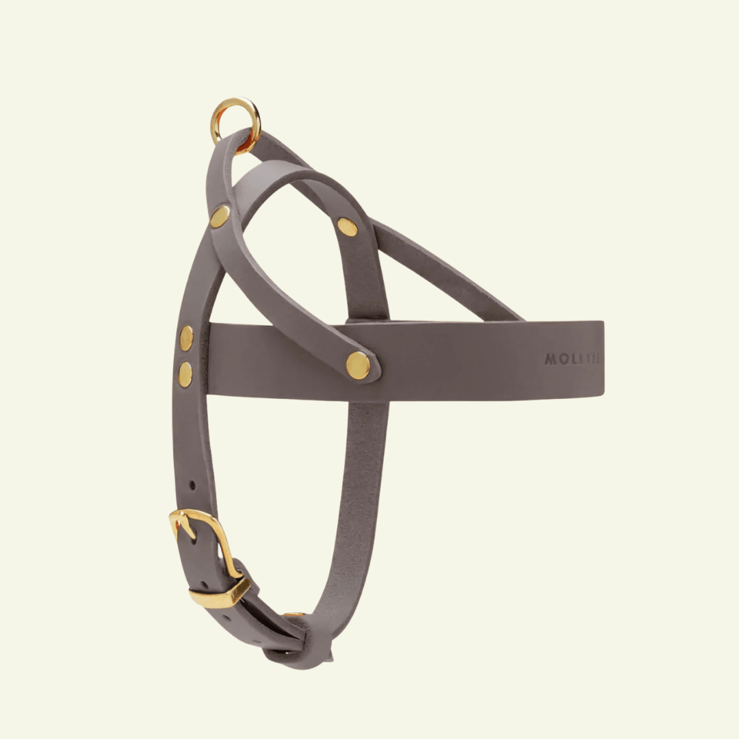 Butter | Harnais ajustable pour chien en cuir & laiton massif (11 coloris) - Jean - Poil - Taupe