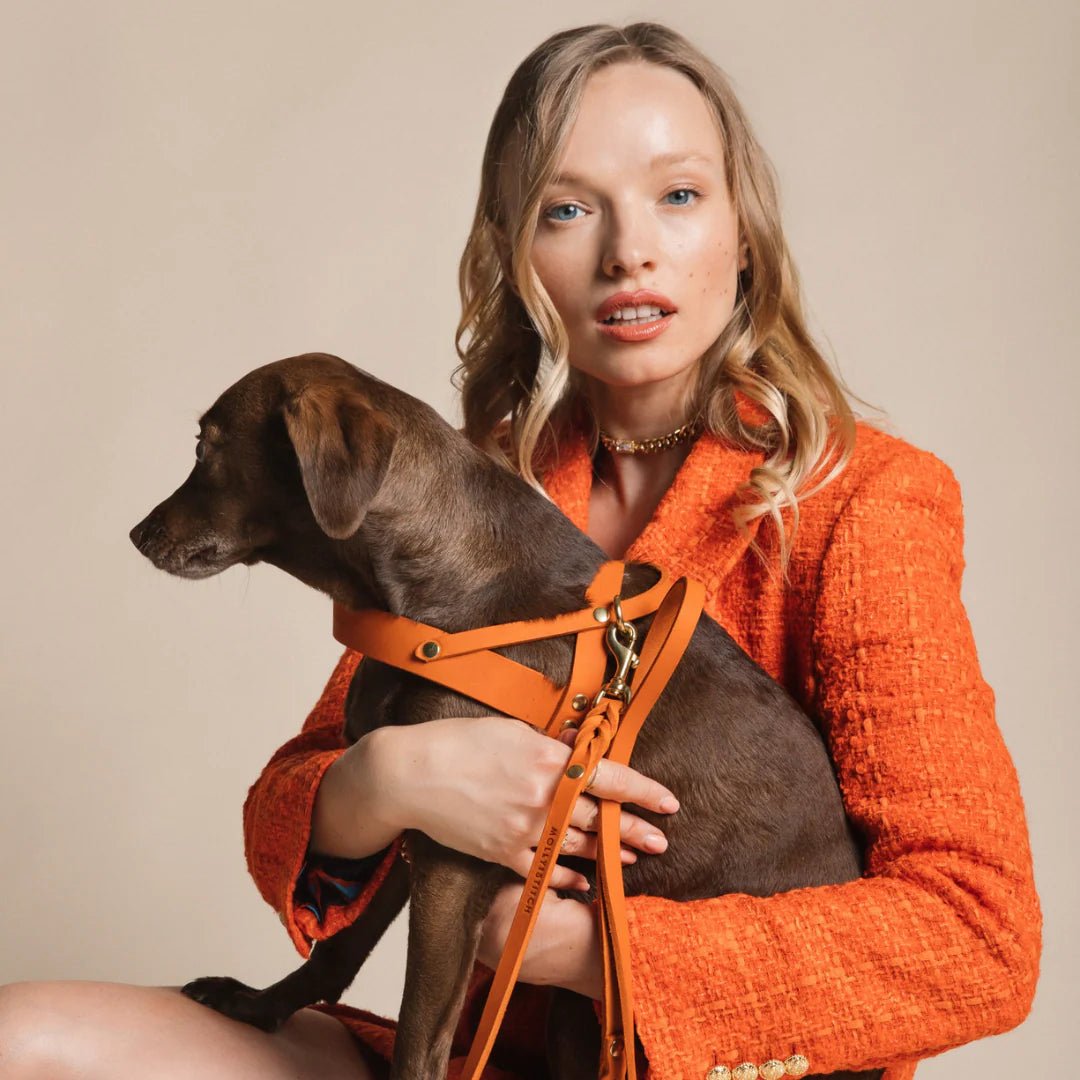 Butter | Harnais ajustable pour chien en cuir & laiton massif (11 coloris) - Jean - Poil - Taupe