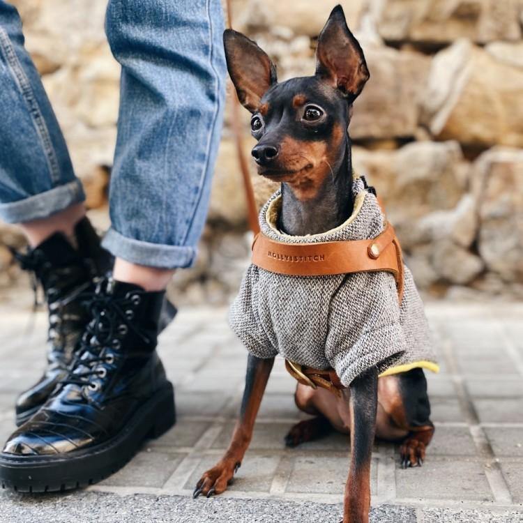 Butter | Harnais ajustable pour chien en cuir & laiton massif (11 coloris) - Jean - Poil - Taupe
