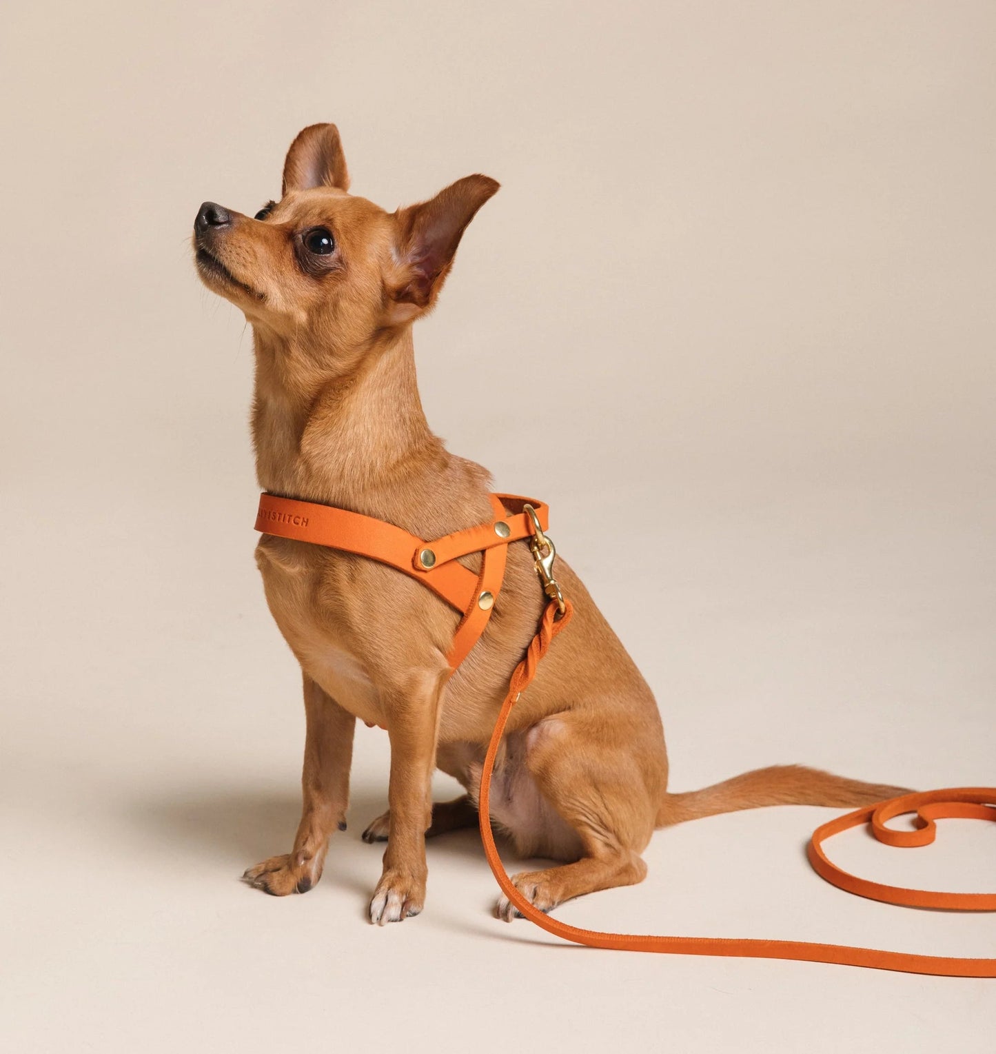 Butter | Harnais ajustable pour chien en cuir & laiton massif (11 coloris) - Jean - Poil - Taupe