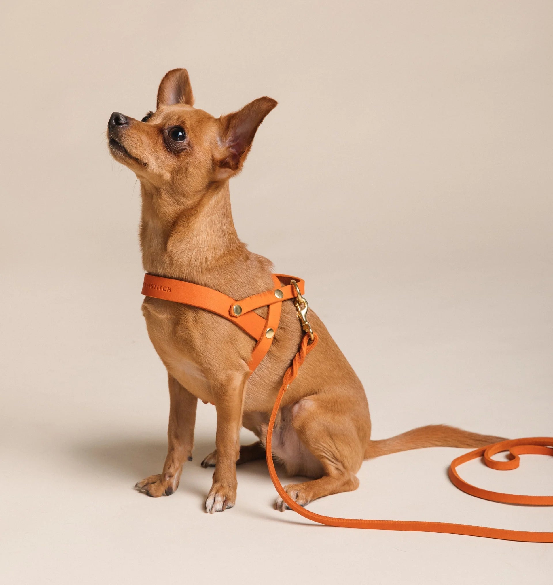 Butter | Harnais ajustable pour chien en cuir & laiton massif (11 coloris) - Jean - Poil - Taupe