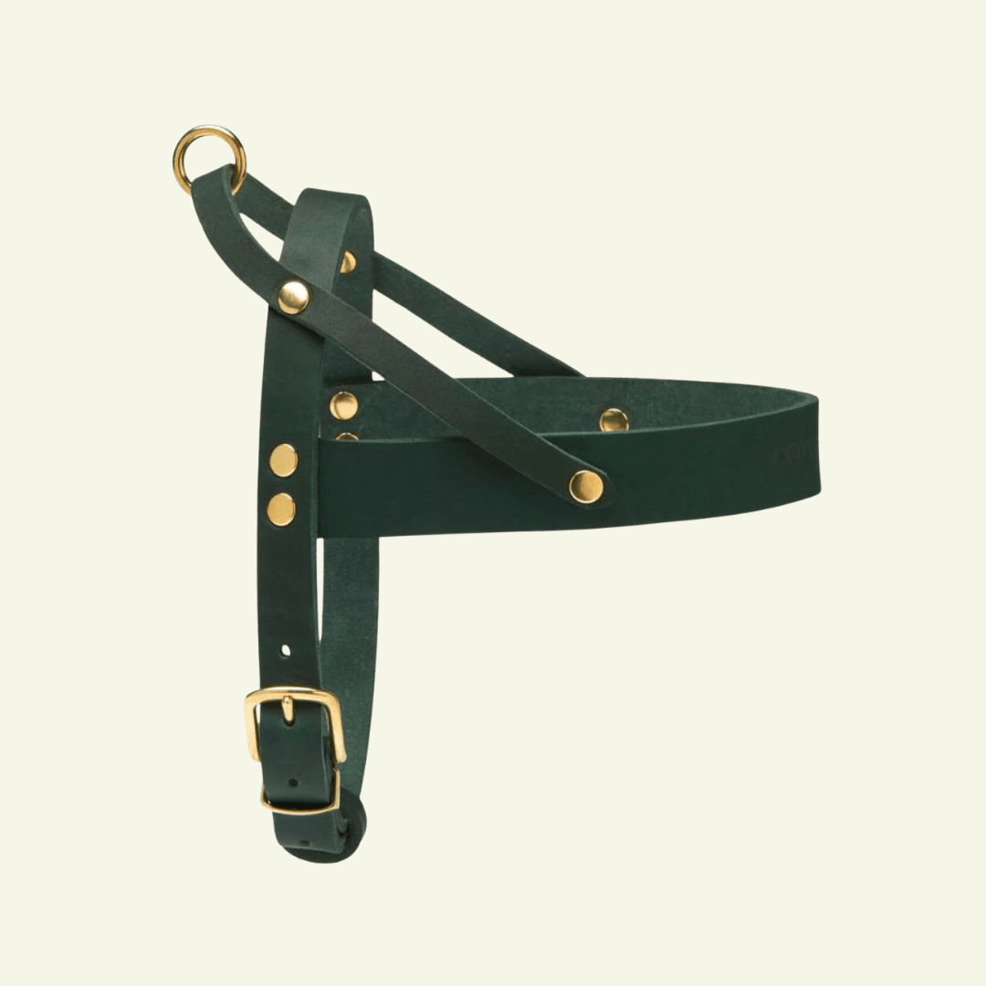 Butter | Harnais ajustable pour chien en cuir & laiton massif (11 coloris) - Jean - Poil - Vert