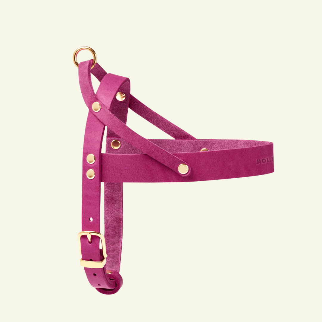 Butter | Harnais ajustable pour chien en cuir & laiton massif (11 coloris) - Jean - Poil - Violet foncé
